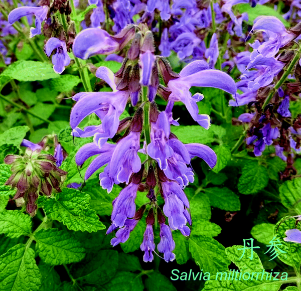 Salvia miltiorrhiza