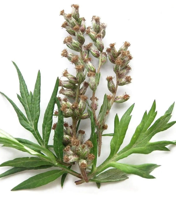 Mugwort