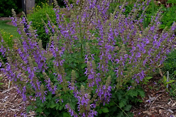 Salvia miltiorrhiza