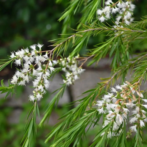 Tea tree
