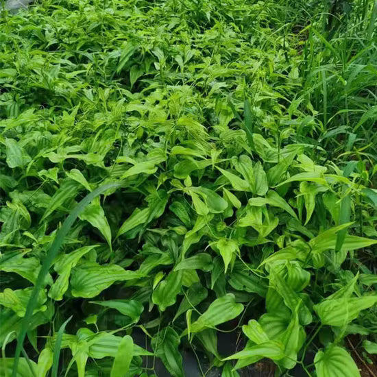 Stemona japonica