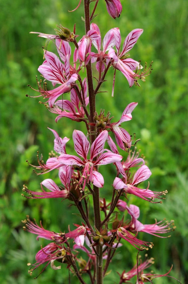 Dictamnus dasycarpus