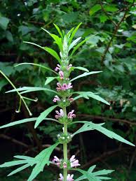 motherwort