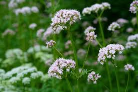 Angelica sinensis