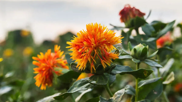 Safflower